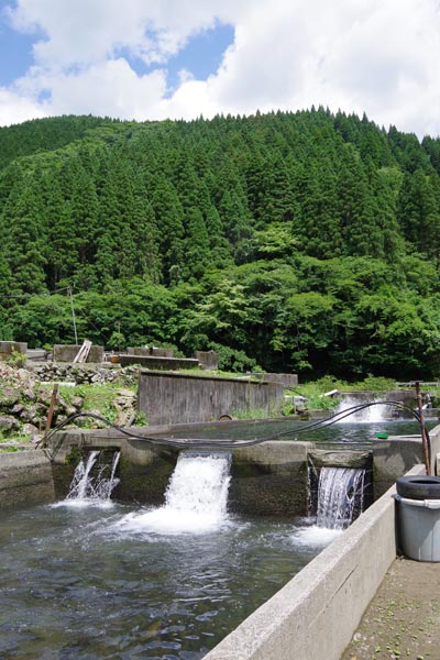 奥日向サーモン養殖場