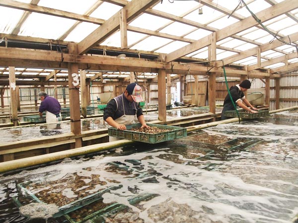 砂なしハマグリ 株式会社 九州築地 砂なしハマグリ 株式会社 九州築地