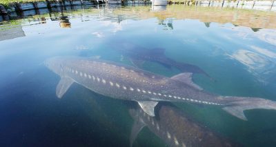 宮崎チョウザメ 株式会社 九州築地